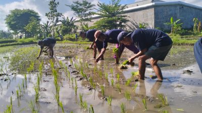 Berdayakan WBP Asimilasi, Lapas Lobar Eksekusi Lahan 1,5 Hektare