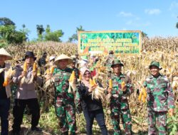 Kodim 1608/Bima Bersama Petani Gelar Panen Raya Jagung