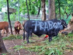 DPP Partai Gerindra Bagikan 145 Ekor Sapi untuk Rayakan Idul Adha