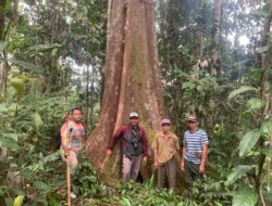 Peneliti Universitas Samudra Aceh Temukan Tujuh Jenis Durian Kalimantan Potensial Jadi Bahan Pangan