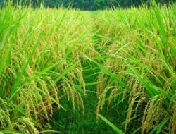 NTB Perkuat Swasembada Pangan 2026, Produktivitas Padi Ditargetkan Terus Meningkat