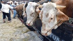 Pemprov Klaim Pengiriman Sapi Qurban Capai 20 Ribu Pertahun